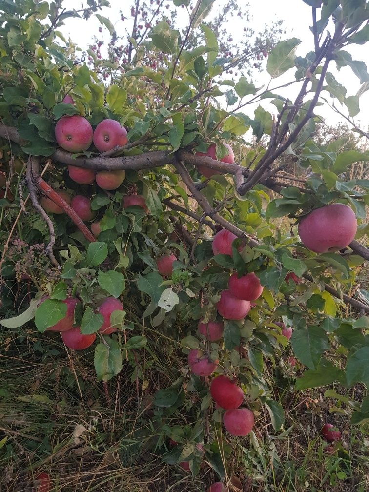 Яблоки Апорт Алматинский