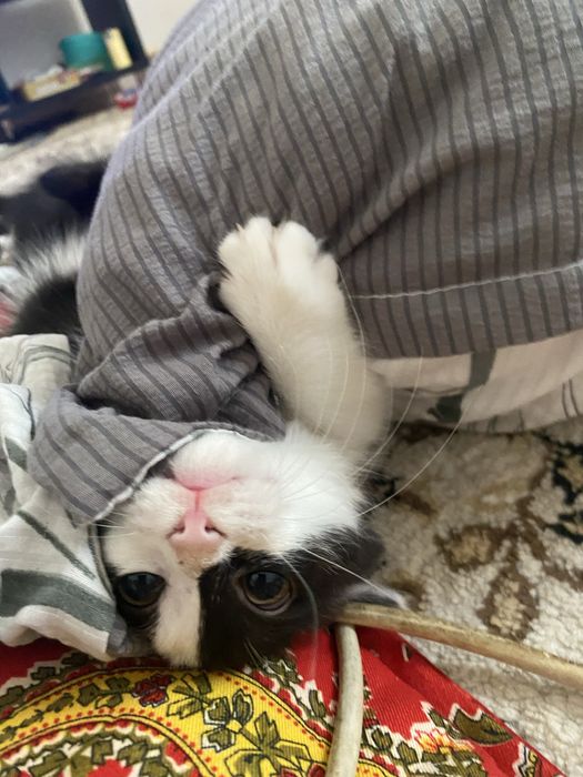 Отдам в добрые руки