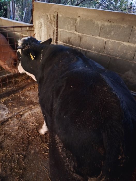 Vind viței virsta 10 luni