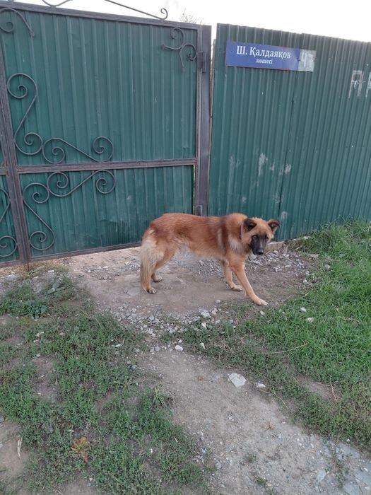 Сабака каму нада безплатна аддам