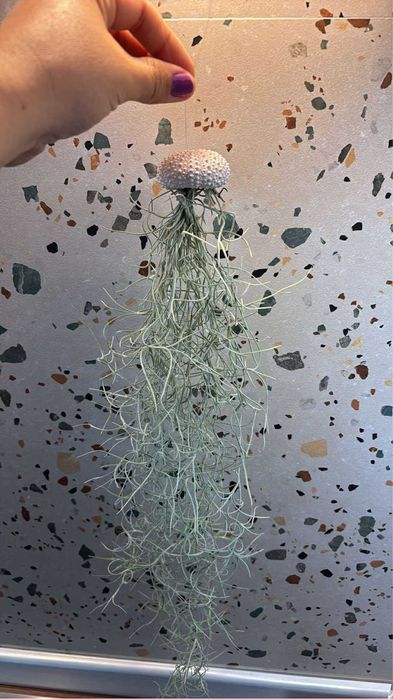 Plante aeriene de vanzare