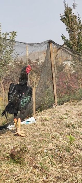 Продается кореец январский