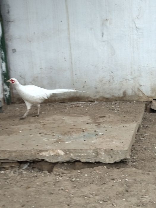 Masculi opal ochi albi și fazani