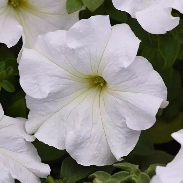 Petunia. Gul urug’i