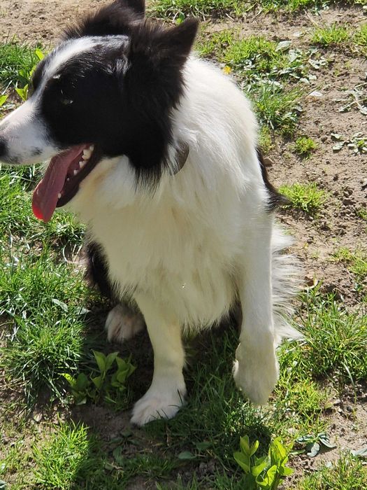 Vand pui Border Collie