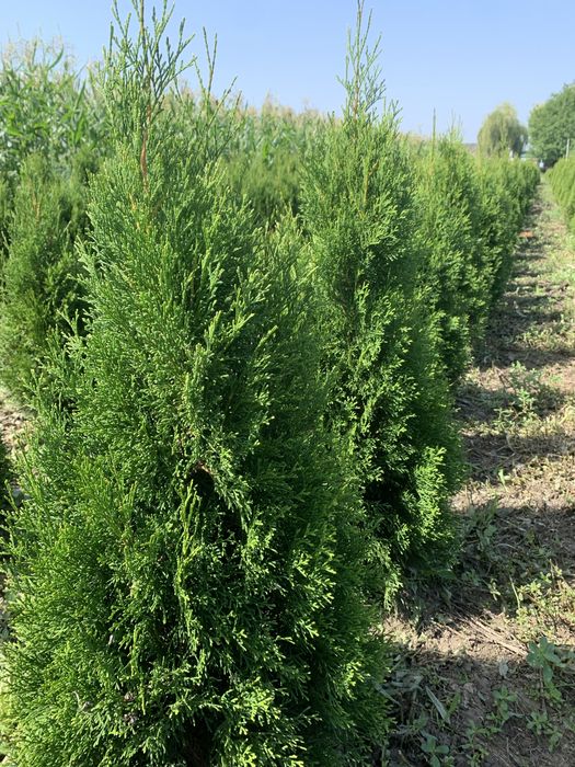 Tuia smaragd…..1,2-1,3m…….30 lei