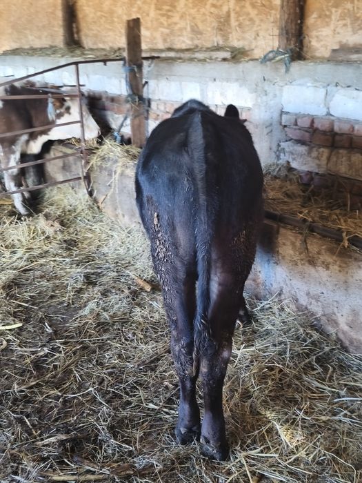 Vânt tăuraș de 8 luni