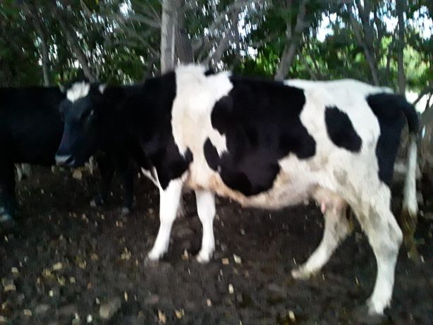 Продам племенных молочных черно-пестрых коров
