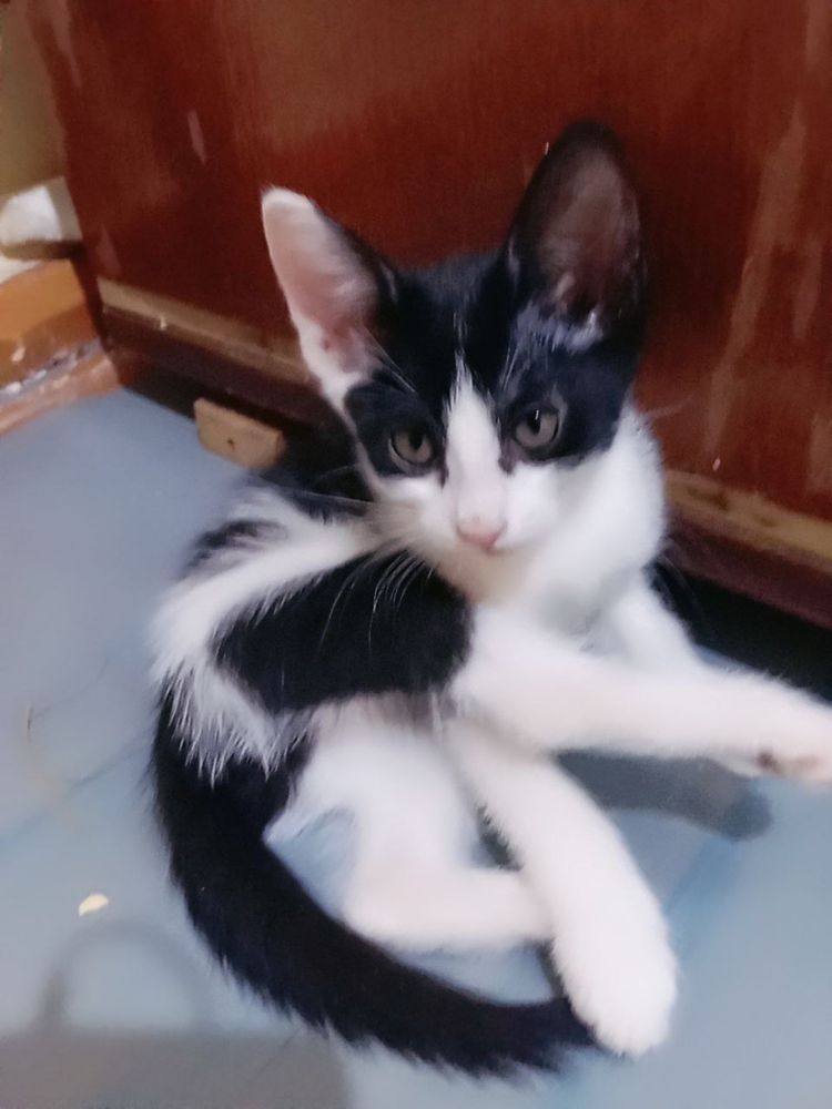 Mushuk bolalariga yangi ega kerak.