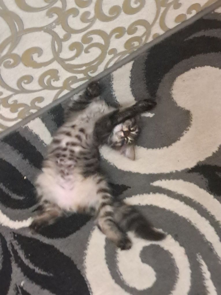 Котёнок нарик породистый