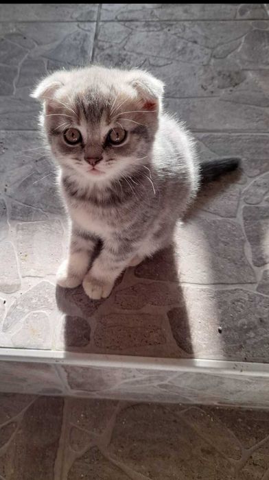 Шотландско клепоухо котенце