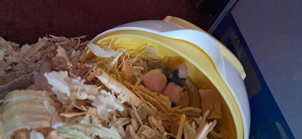 Продавам Мишки Панда