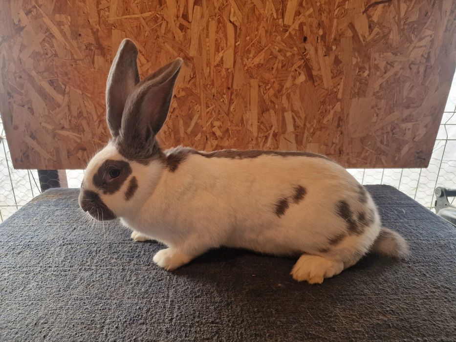 Vând 2 femele fluture german