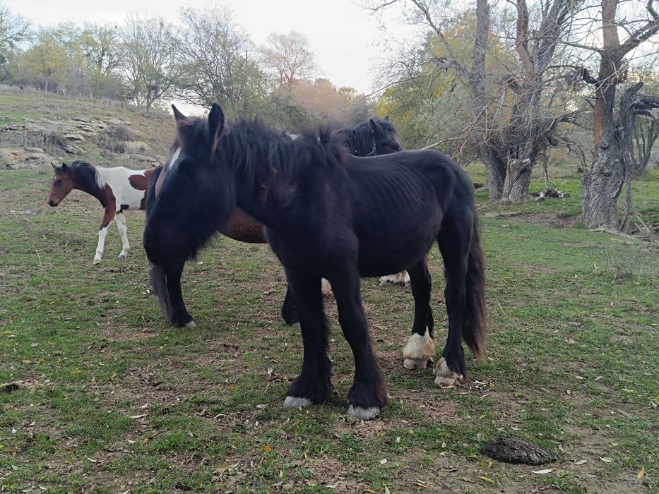 Продавам коне от породите Тинкер и Белгийски тежковоз