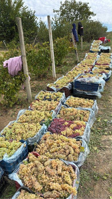 Vand struguri de vin in zona București Ilfov Ialomița