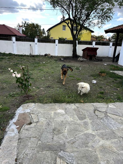 Немска овчарка с родословие