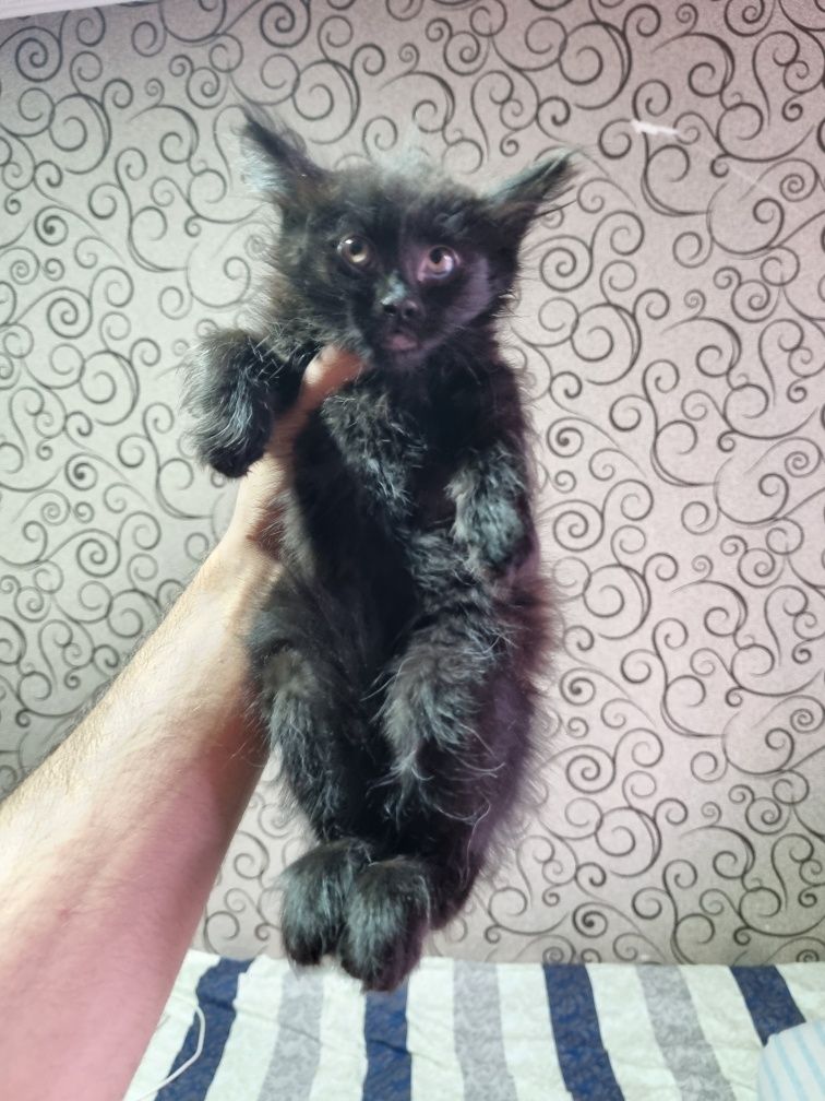 Котёнки кошки котята