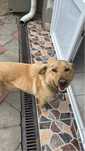 Donez caine  metis labrador
