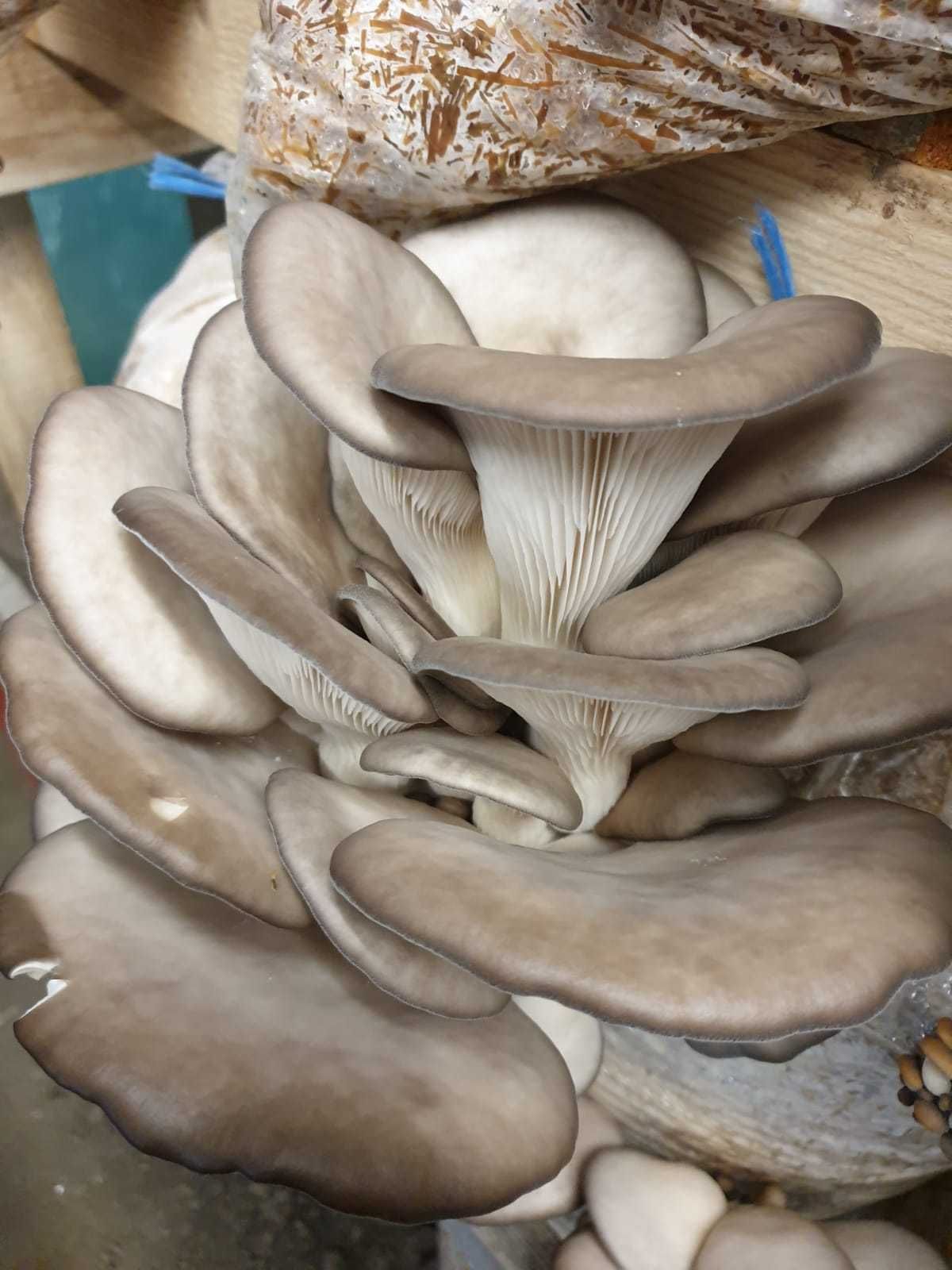 Compost ciuperci pleurotus