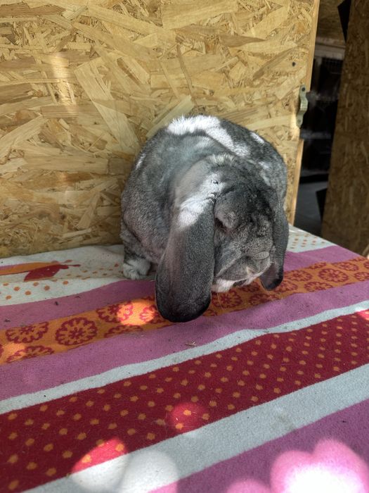 Iepuri berbec german