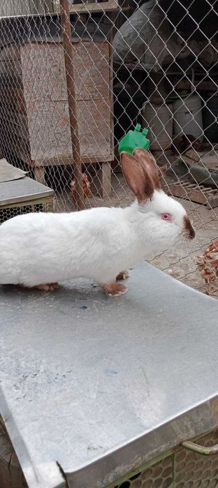 Vând mascul California