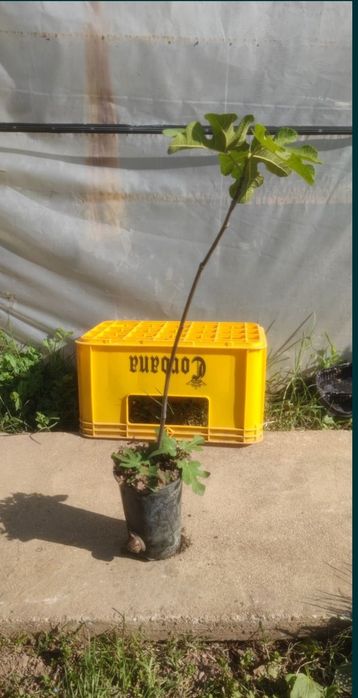 Smochin smochini in ghivece preț începând de la 15 lei