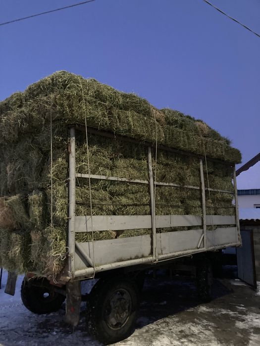 Сена Жонышка