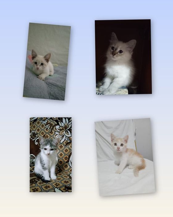 Котёнок ищет дом