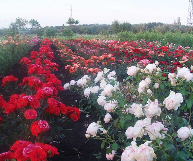Саженцы чайно-гибридной розы дают огромное количество крупных цветов
