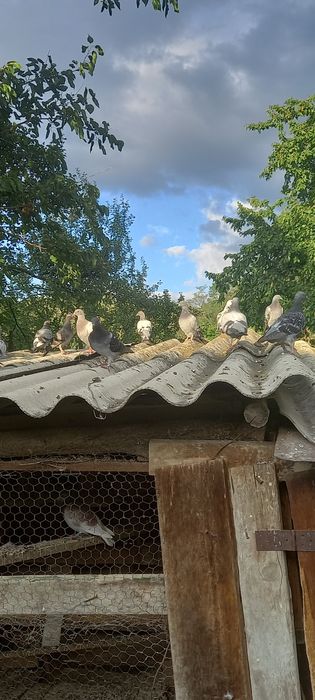 Porumbeii voiajori de calitate! Buni pentru concurs și reproducere!