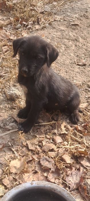 Лабродор смешаный