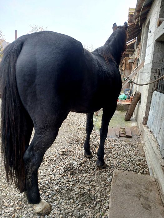 Cal trapasi de vânzare