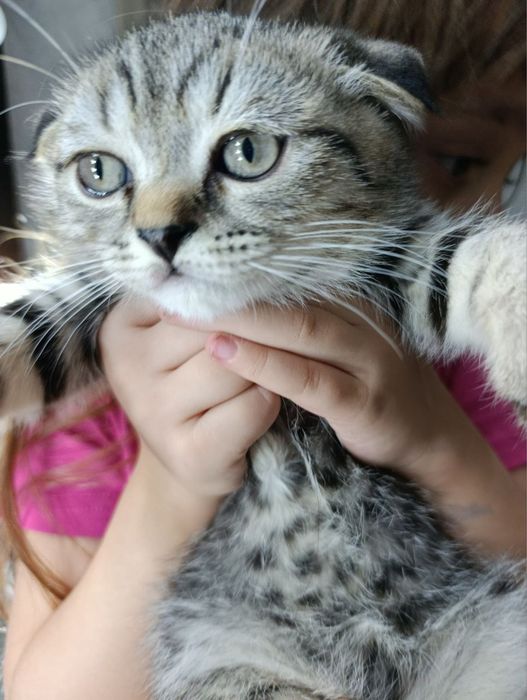 Urganch Tigr fold 400ming sotiladi srochna