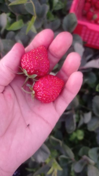 Рассада клубники