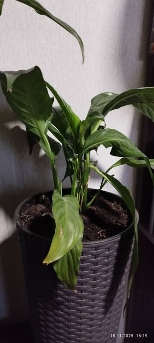 Спатифиллум  комнатный цветок