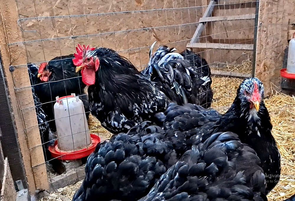 Oua incubat din păsări atent selecționate