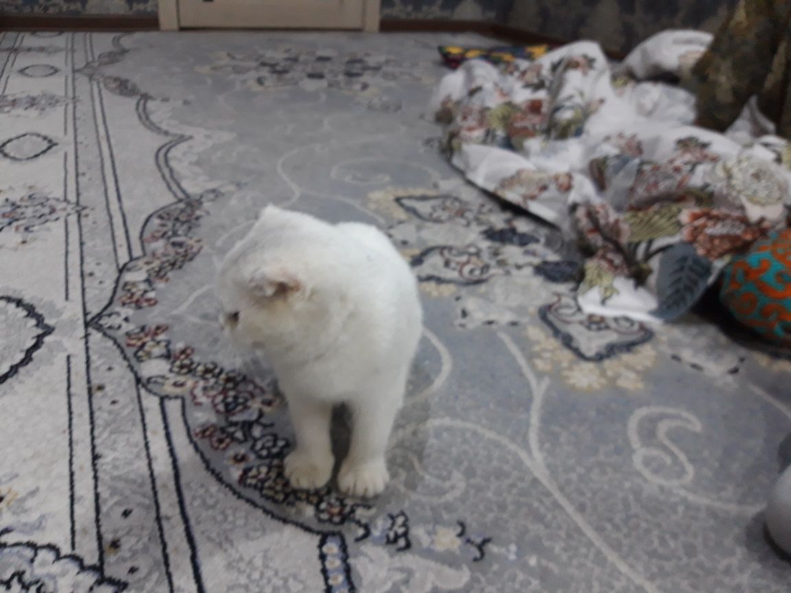 Продается кошка девочка