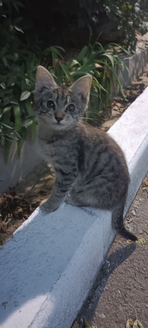 Котят в добрые руки