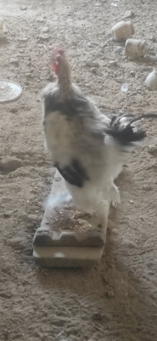 Xöroz kuzda tulagan patlari qayta chiqishni boshladi