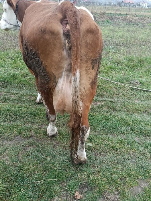Vacă bălțată romanescă