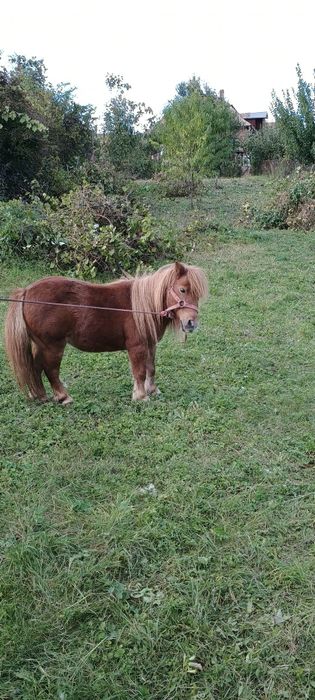 De vânzare iapă  frumoasă