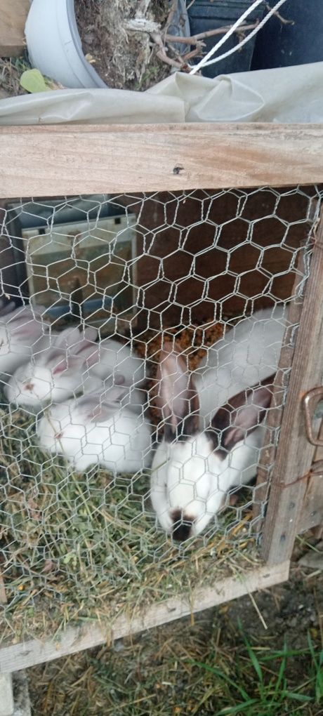 Disponibili iepurași