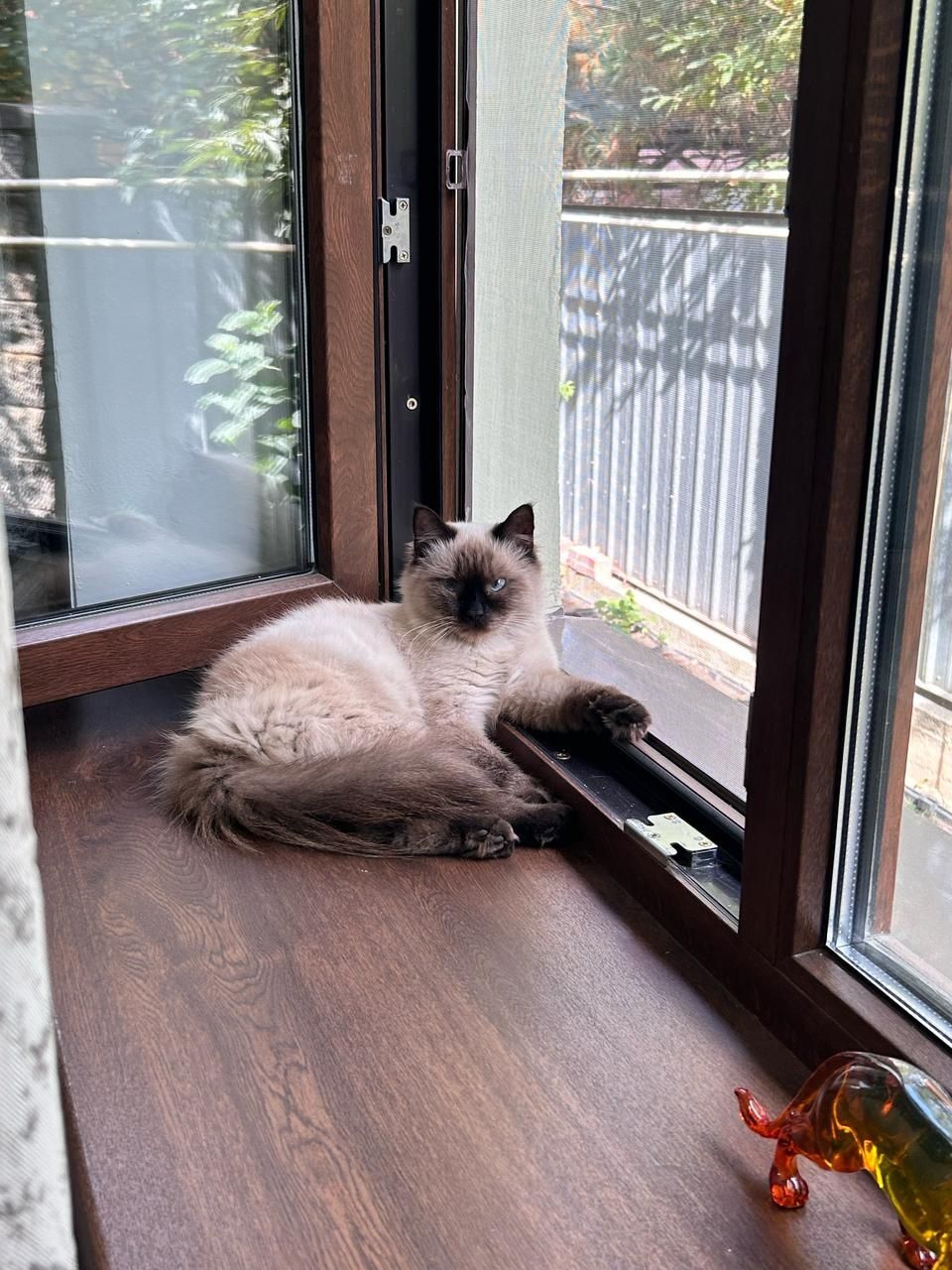 Продам Бирманскую кошку