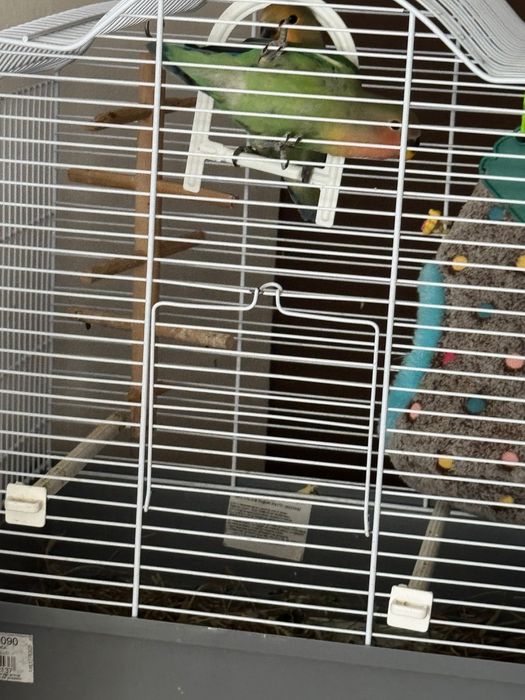 Pui papagali Agapornis