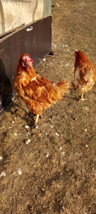 Găini roșii 13 luni