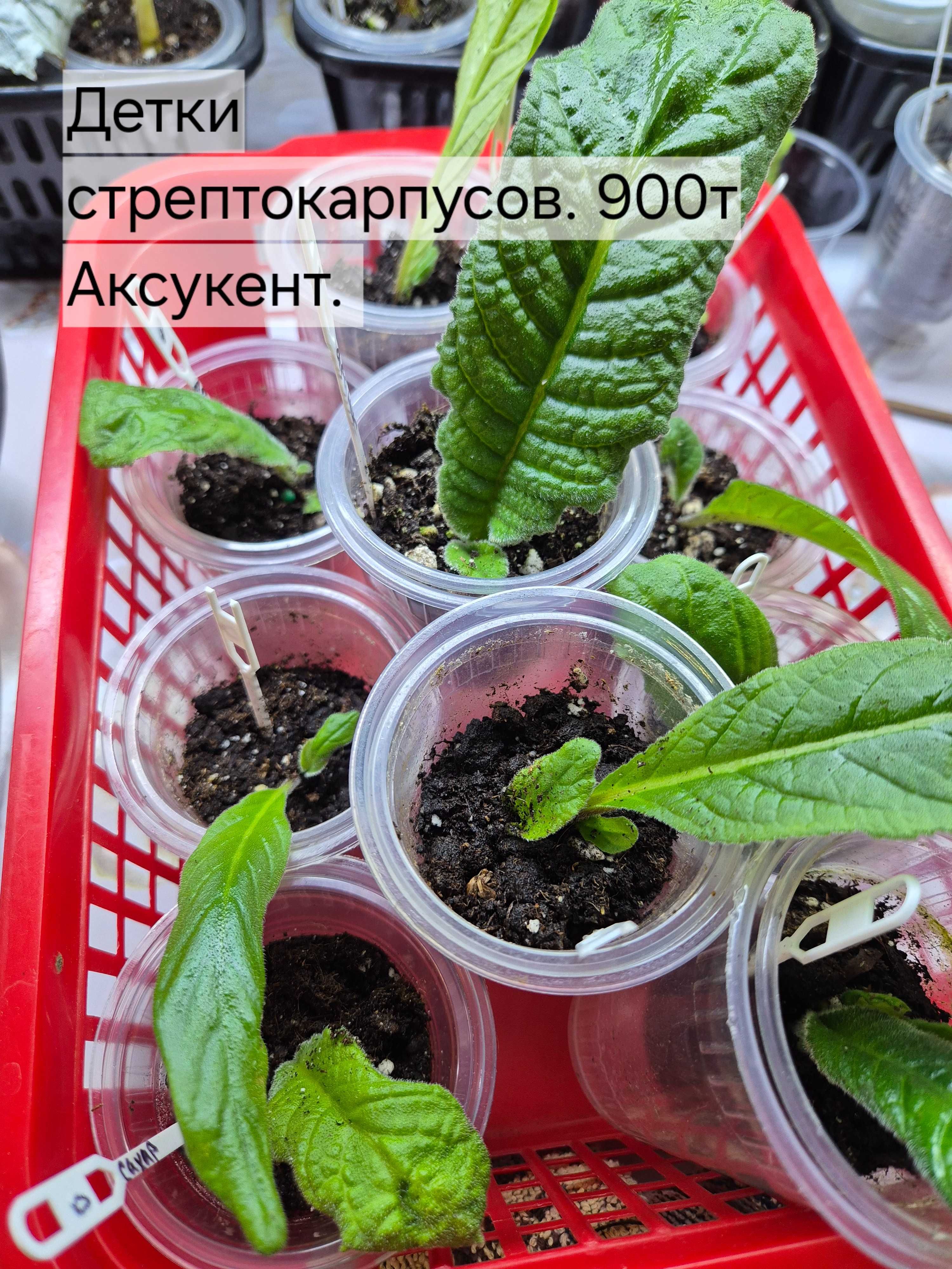 Стрептокарпусы   и другие цветы.