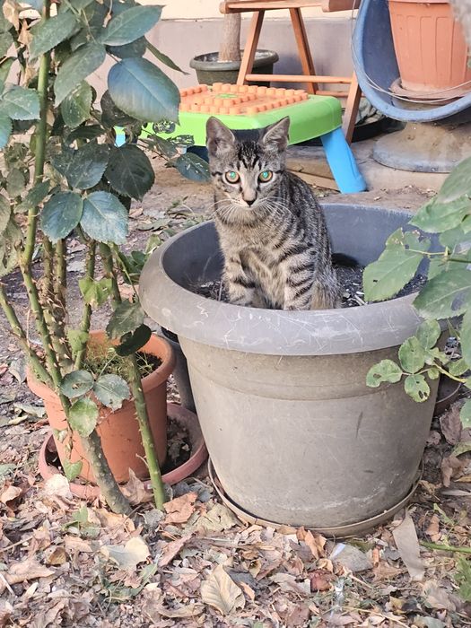 Donez urgent patru pisoiași rămași fără mama