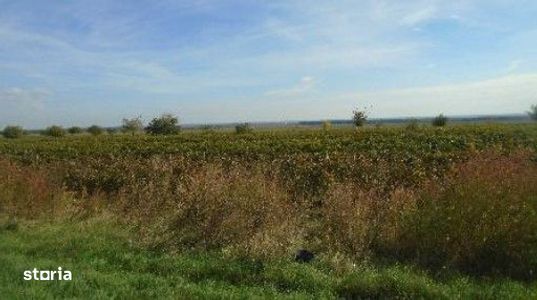 Teren extravilan Obrejita, ID: R2832813