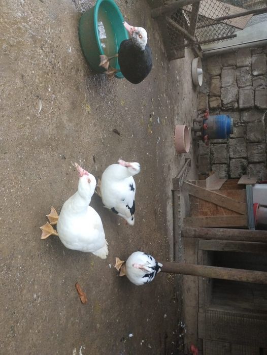 Vând 4  rațe mute tinere!