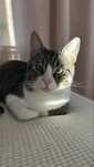 Pet sitting Bucuresti - cat sitting / dog walking